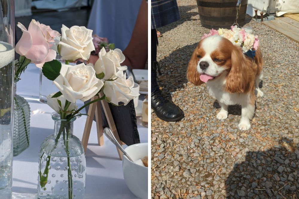 Pets at weddings